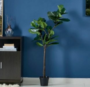 Ficus plant in concrete pot - living room design decoration