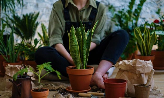 10 low maintenance houseplants to add life to your indoors