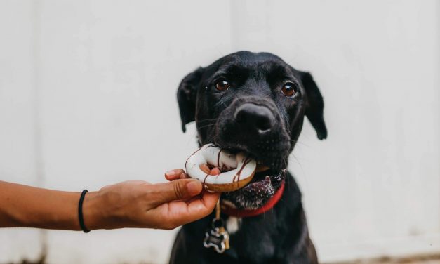 Give your pet the right food and watch them conquer your heart