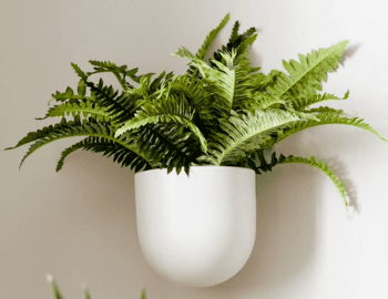 Ceramic Wallscape Planters from WestElm