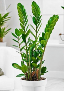 Low Maintenance Houseplants which is worth to have at home