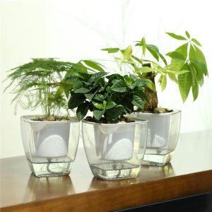 3 Self watering plants with transparent pots